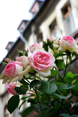 玫瑰花鲜花花朵摄影图