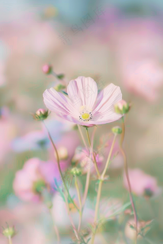 春天格桑花花朵花丛梦幻摄影图