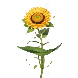 黄色向日葵免抠素材72