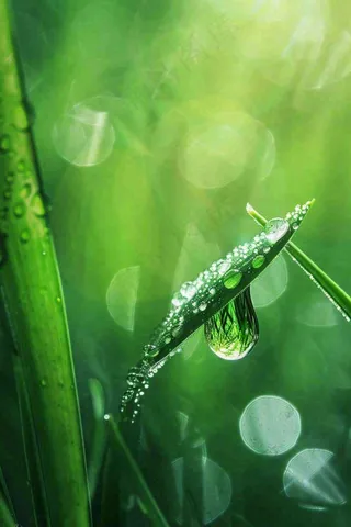 春天绿色叶子是的雨滴露珠雨水谷雨春分摄影图