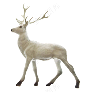 免抠白色的小鹿