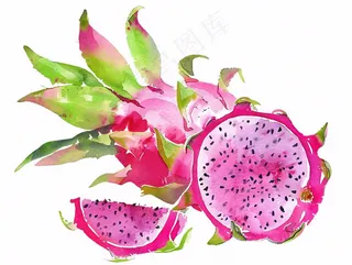 火龙果水果水彩插画免抠