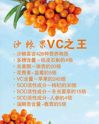 沙棘果海报设计