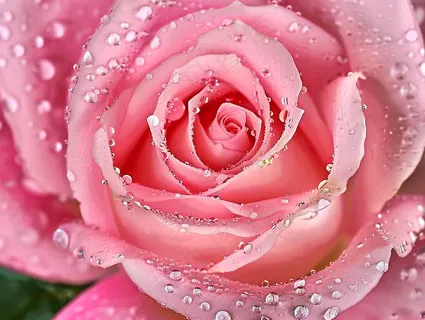 玫瑰花鲜花花朵摄影图