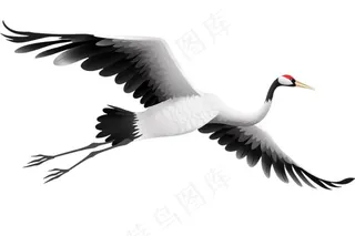 仙鹤白鹤古风插画免抠