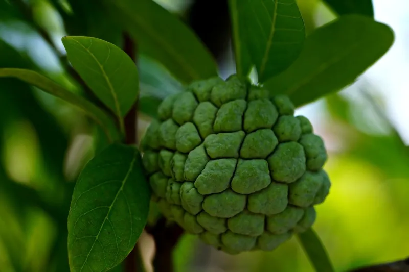 绿色树上奶油苹果