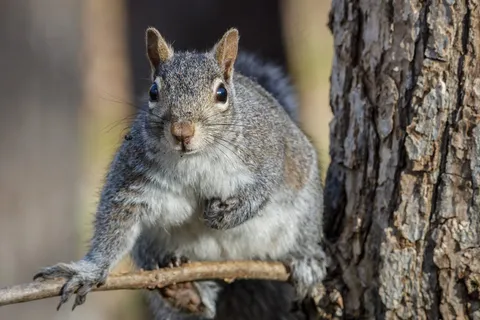 户外松鼠动物 户外松鼠动物