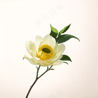 白色黄色手绘新中式风格花植物48