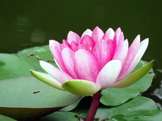 粉色荷花莲花花朵