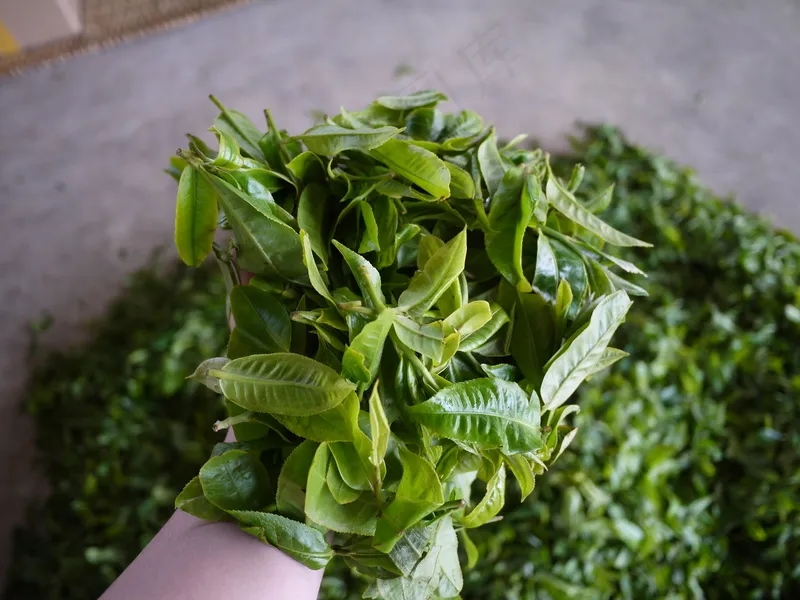 户外茶叶茶园