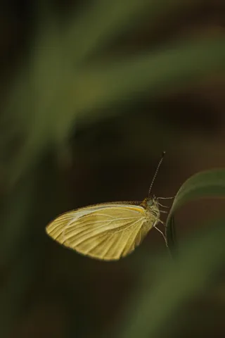 静谧森林中的黄蝶