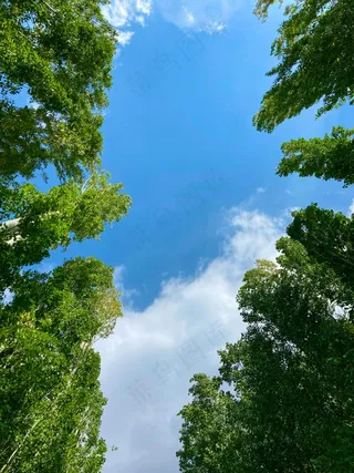 蓝天下的绿色高大的树木