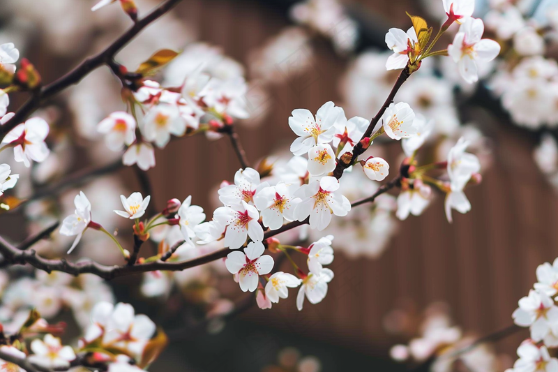 春日樱花花朵摄影图(4032x2688)