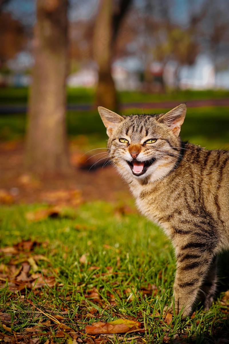 草地上的可爱宠物大花猫