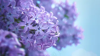 紫色花朵鲜花春天烂漫摄影图