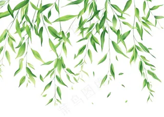 柳树柳条春天绿叶卡通插画免抠