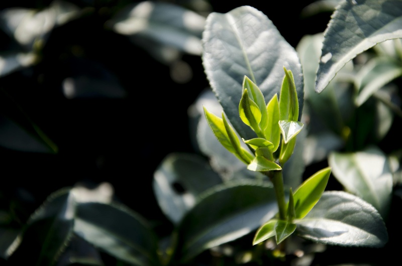 户外绿色茶叶