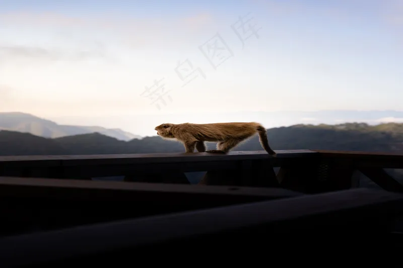 高清动物图片 (13)