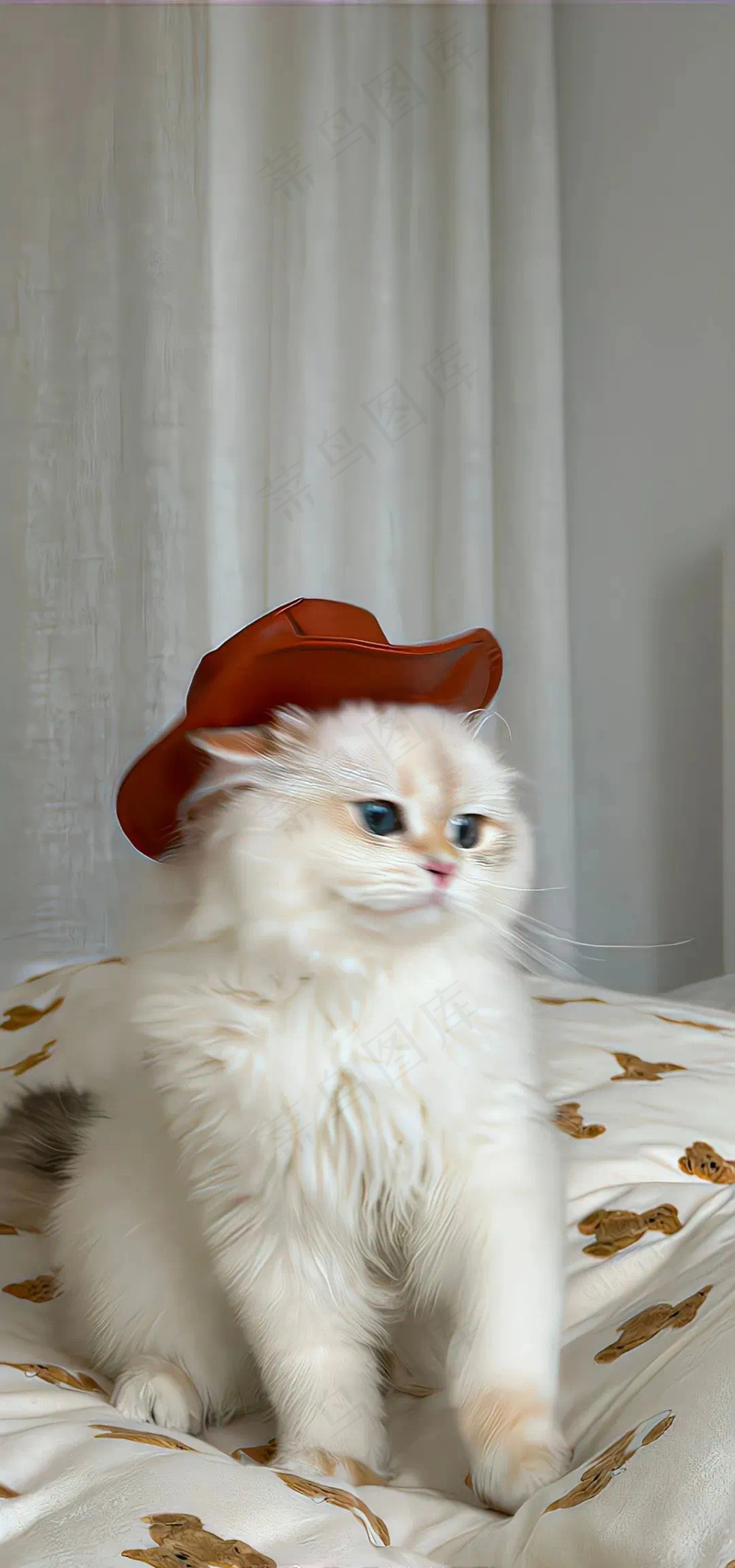 可爱猫咪摄影