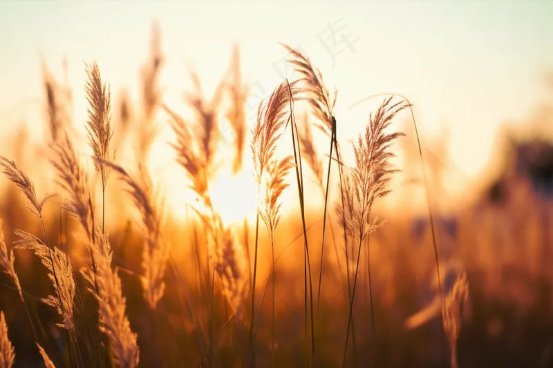 芦苇荡夕阳下美丽芦苇花摄影图(4032x2688)