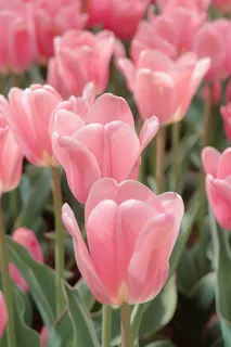 春天粉色郁金香花朵摄影图