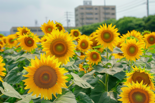 向日葵向阳鲜花摄影图