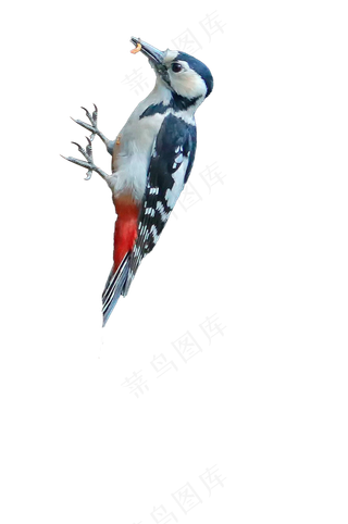 啄木鸟 免抠