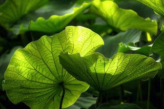 夏日荷叶阳光下遮阳绿意夏至立夏处暑摄影图