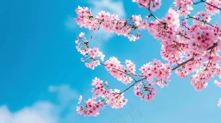 春日樱花花朵摄影图