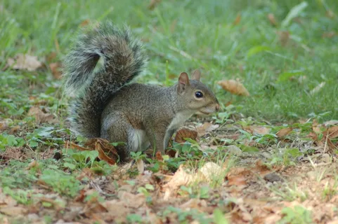 户外草地可爱松鼠动物 户外草地可爱松鼠动物