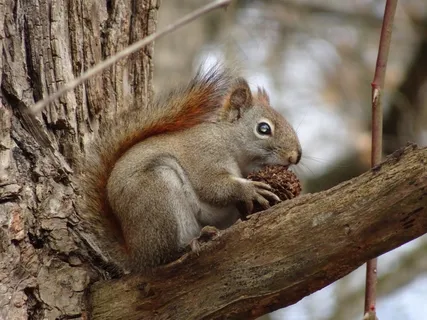 户外松鼠动物 户外松鼠动物