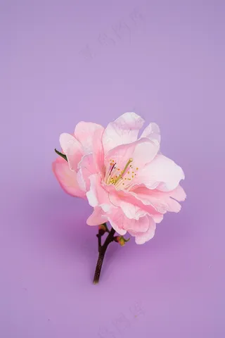 春日樱花花朵摄影图