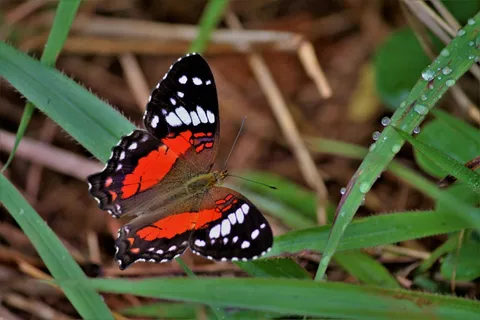露珠点缀的斑纹蝴蝶静息时刻 露珠点缀的斑纹蝴蝶静息时刻