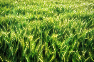 小麦绿色麦穗小满芒种粮食丰收摄影图