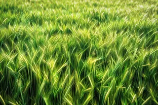 小麦绿色麦穗小满芒种粮食丰收摄影图