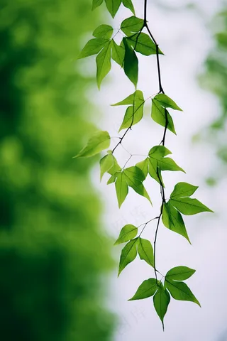 春日抽新芽树枝绿意盎然摄影图