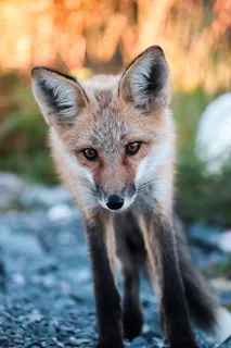 户外狐狸动物