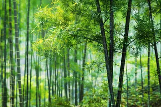 春夏竹林绿色清凉摄影图