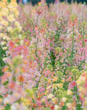 油菜花的季节来了2