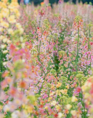油菜花的季节来了2