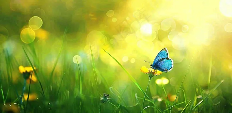 春暖花开阳光下花朵上的蝴蝶立春春分惊蛰摄影图(1568x768)