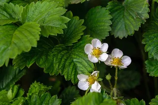 植物花园草莓花朵盛开1