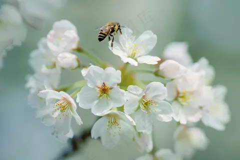 春日樱花花朵摄影图