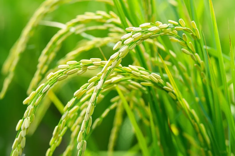 水稻农田种植粮食稻穗摄影图(4032x2688)
