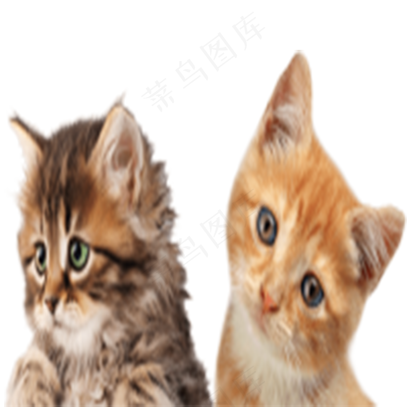 猫咪5-catpsd模版下载