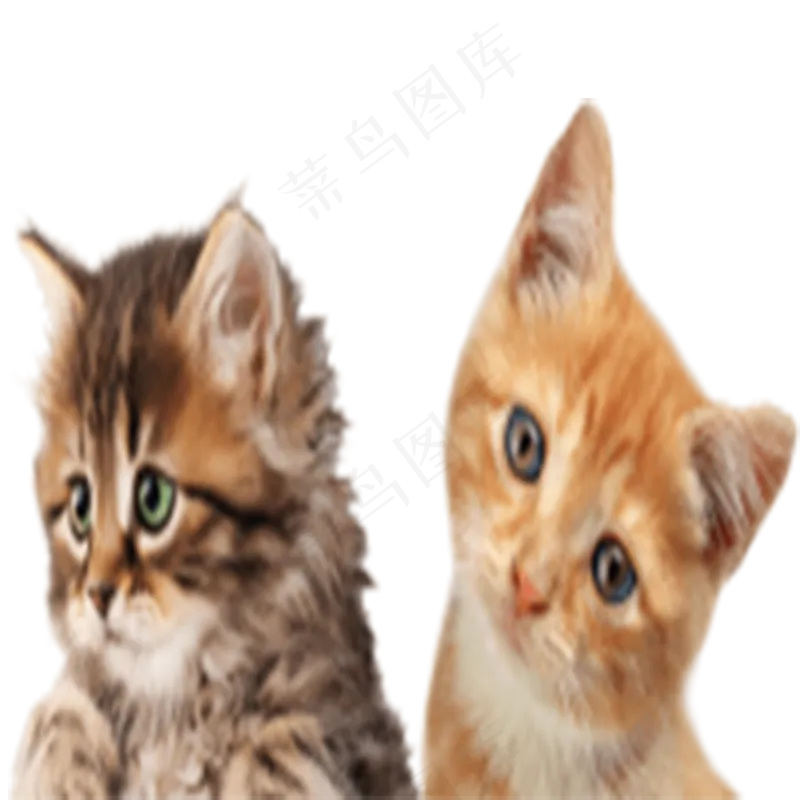 猫咪5-catpsd模版下载