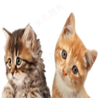猫咪5-cat 猫咪5-cat