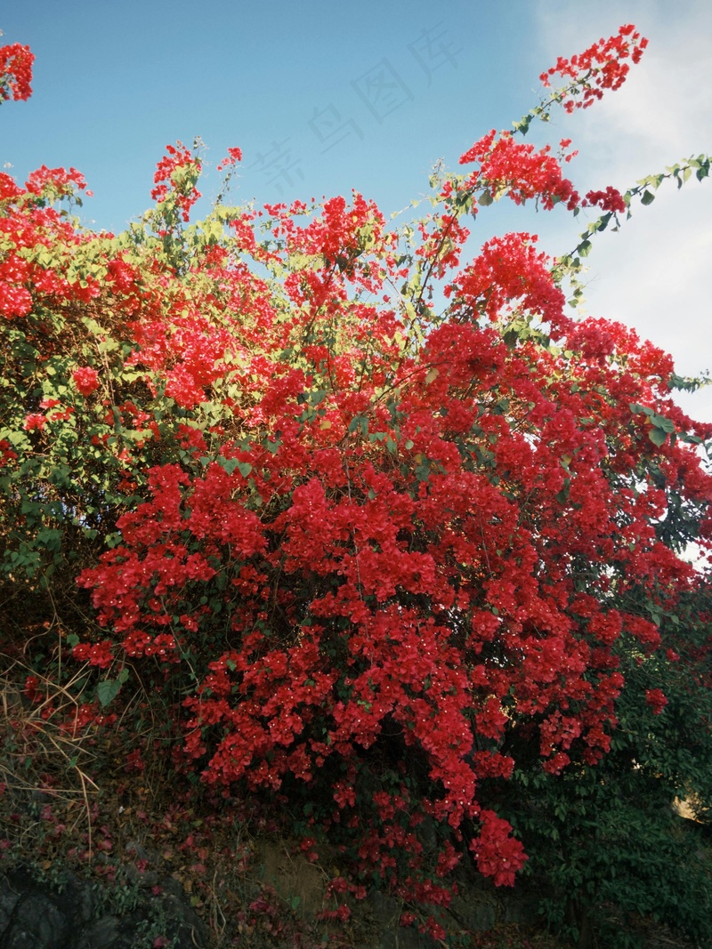 夏天红色九重葛花卉 (1)