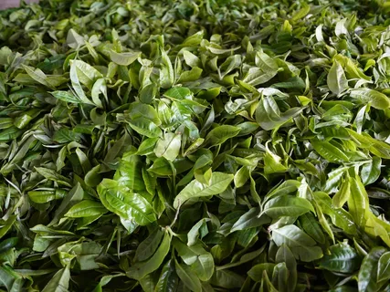 户外茶叶茶园 户外茶叶茶园