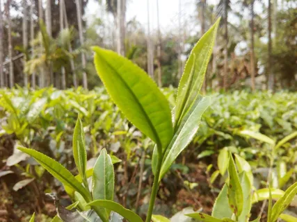 户外茶园茶叶 户外茶园茶叶